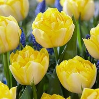 Tulip Bulbs - Secret Perfume