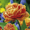 Tulip Bulbs - Sensual Touch (Fringed)