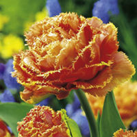 Tulip Bulbs - Sensual Touch (Fringed)