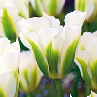 Tulip Bulbs - Spring Green