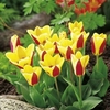 Tulip Bulbs - Stresa