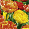 Tulip Bulbs - Sunset Twin Pack