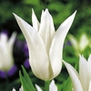 Tulip Bulbs - Tres Chic