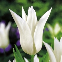 Tulip Bulbs - Tres Chic