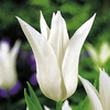 Tulip Bulbs - Tres Chic
