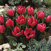 Tulip Bulbs - Violacea Black Base