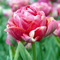 Tulip Bulbs - Wedding Gift (Double Early)