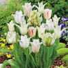 Tulip Bulbs - White Collection