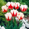 Tulip Bulbs - World Expression