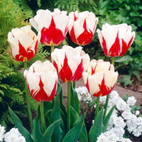 Tulip Bulbs - World Expression
