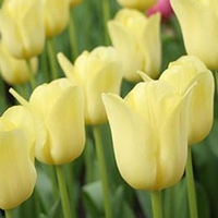 Tulip Bulbs - World Friendship