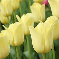 Tulip Bulbs - World Friendship