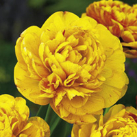 Tulip Bulbs - Yellow Collection