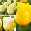 Tulip Bulbs - Yellow Collection