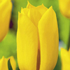 Tulip Bulbs - Yokohama (Single)