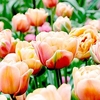 Tulip (Double) Bulbs - Belle Epoque