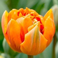 Tulip (Double) Bulbs - Orange Princess