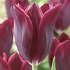 Tulip (Early) Bulbs - Havran