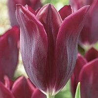 Tulip (Early) Bulbs - Havran