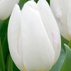 Tulip (Early Single) Bulbs - White Prince