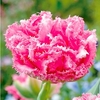 Tulip (Fringed) Bulbs - Crispion Love