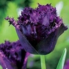Tulip (Fringed) Bulbs - Cuban Night