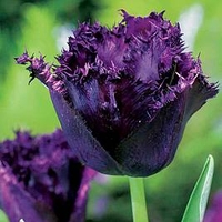 Tulip (Fringed) Bulbs - Cuban Night