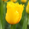 Tulip (Fringed) Bulbs - Hamilton