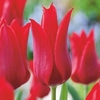 Tulip (Lily Mid) Bulbs - Pieter De Leur