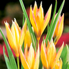 Tulip Orphanidea Bulbs - Whittallii