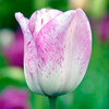 Tulip Shirley (Triumph)