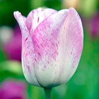 Tulip Shirley (Triumph)