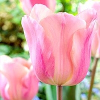Tulip (Single) Bulbs - Apricot Beauty