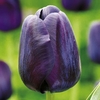 Tulip (Single) Bulbs - Paul Scherer