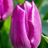 Tulip (Single) Bulbs - Purple Prince
