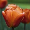 Tulip (Triumph) Bulbs - Brown Sugar