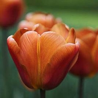 Tulip (Triumph) Bulbs - Brown Sugar
