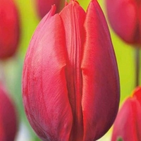 Tulip (Triumph) Bulbs - Colour Cardinal