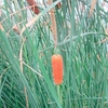 Typha gracilis Plant