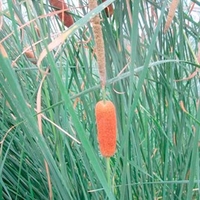 Typha gracilis Plants