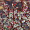Ugni Plant - Molinae Flambeau