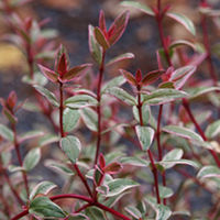Ugni Plant - Molinae Flambeau