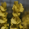 Ulmus holl. Plant - Wredei