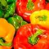 Ultimate Grafted Vegetable Plants - Collection