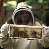 Urban Beekeeping and Honey Craft Beer Tasting for Two