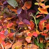 Vaccinium corymbosum - Duke