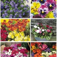 Value Autumn Plant Offer