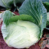 Value Vegetable Seed Collection - 3 Season Cabbage