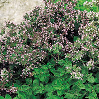 Value Vegetable Seed Collection - Bouquet Garni