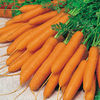 Value Vegetable Seed Collection - Carrot Diversity